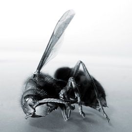 Een overleden hoornaar in duotoon blauw. by André Mesker