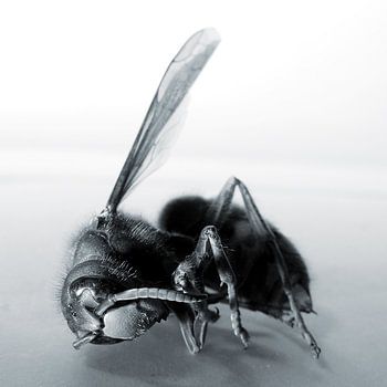 Een overleden hoornaar in duotoon blauw.