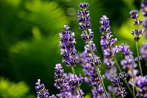 Lavendel von Ostsee Bilder