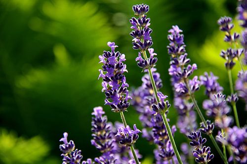 Lavendel