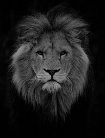 Leo von Frank Smedts