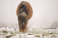 bruine pony in de sneeuw van Tania Perneel thumbnail