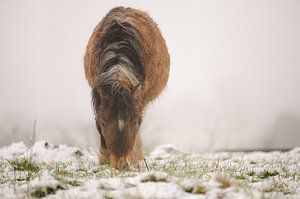 poney brun dans la neige