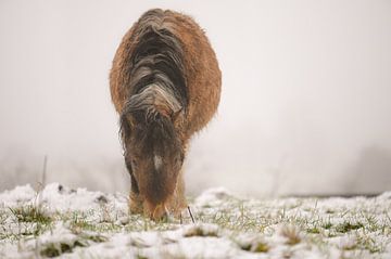 bruine pony in de sneeuw van Tania Perneel