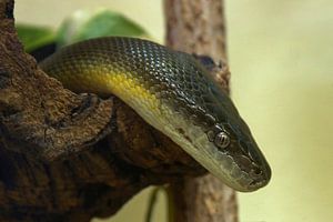 Australischer Wasserpython