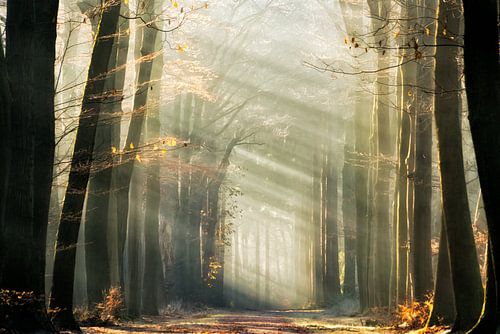 Le portail dans les rayons de lumière