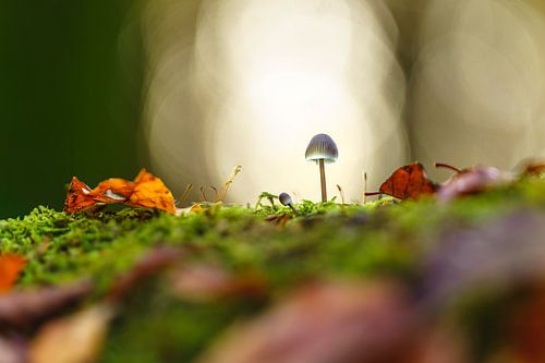 Une touche de lumière dans la forêt en automne