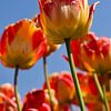 Hollandse tulpen van Judith van Wijk