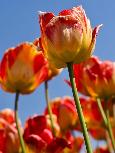 Dutch tulips by Judith van Wijk