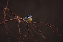 Vol en bleu sur Brenda De Voeght