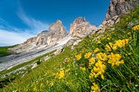 Sassolungo mountains with flowers