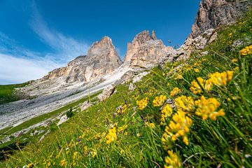 Langkofel Gebirge mit Blumen von Leo Schindzielorz