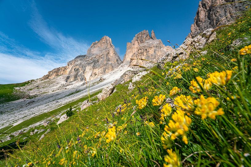 Sassolungo mountains with flowers by Leo Schindzielorz