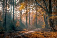 Herbst im Wald von Niels Barto Miniaturansicht