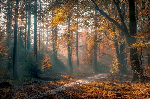 L'automne dans la forêt