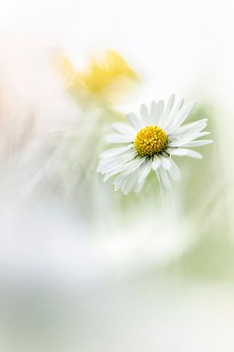 Our national flower the Daisy by Bob Daalder