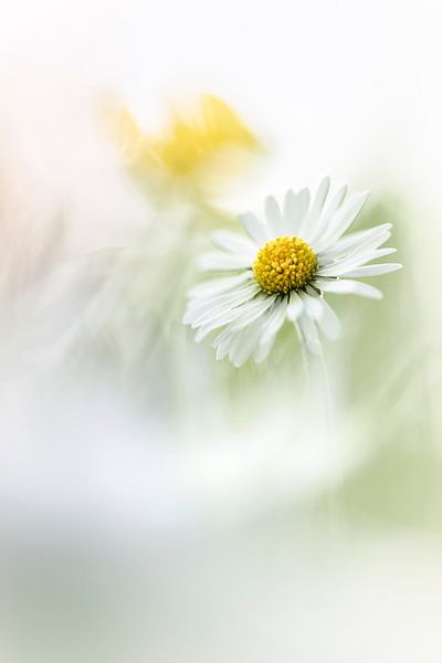 Unsere Nationalblume, das Gänseblümchen von Bob Daalder