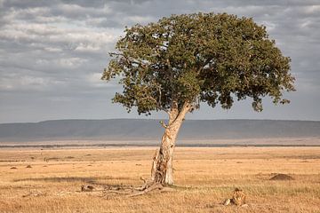 Resting Lion by Angelika Stern