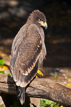 Ein großer Steppenadler sitzt wunderschön von der Sonne geweiht, ein mächtiges Raubtier aus nächster von Michael Semenov