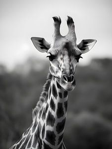 Giraffe in der Natur V1
