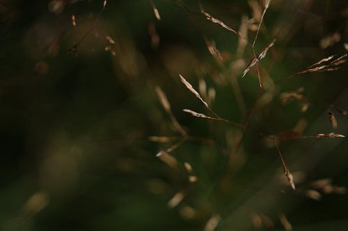 Licht Pastel - Adem van Licht