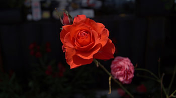 Des roses « 'Spartan' » ou «mawar» dans le jardin.