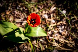 Rathenow "City of Optics by David Krause