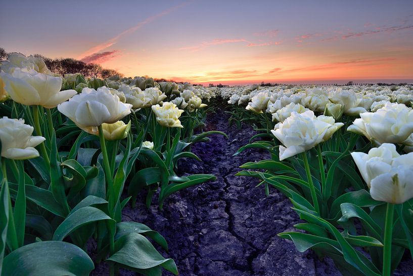 Weiße Tulpen bei Sonnenuntergang von John Leeninga