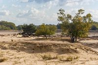 Sand plain Loonse andDrunense dunes