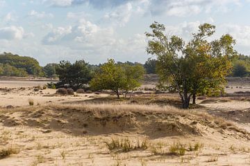 Zandvlakte Loonse enDrunense duinen van Susan van Etten