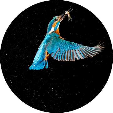 IJsvogel gefotografeerd in het Gooi van Jeroen Stel