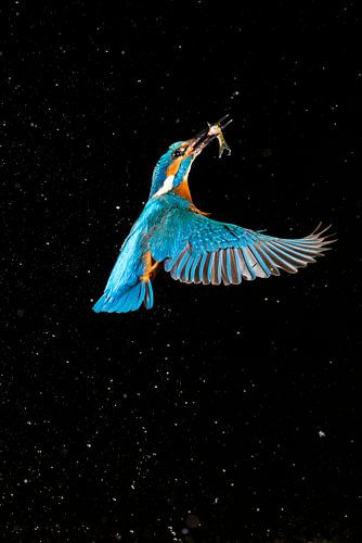 IJsvogel gefotografeerd in het Gooi