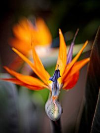 Strelitzia van Rob Boon