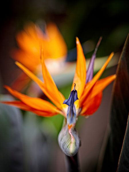Strelitzia by Rob Boon
