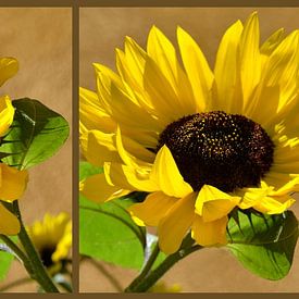 Sunflowers by Violetta Honkisz