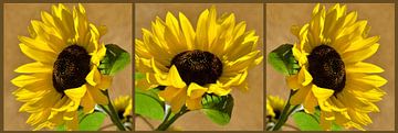 Sonnenblumen von Violetta Honkisz