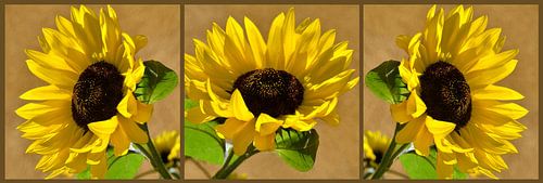 Zonnebloemen