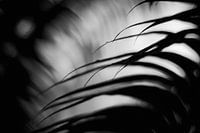 Pflanzen abstrahiert