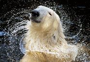 "Weil ich es wert bin!", Ein Porträt des Eisbären, der für eine Shampoo-Werbung vorzusprec von Riekus Reinders Miniaturansicht