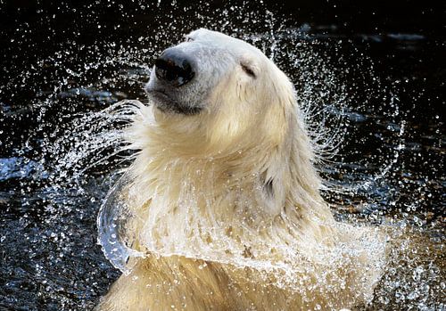 "Because I’m worth it!", a portrait of polar bear who appears to be auditioning for a sham
