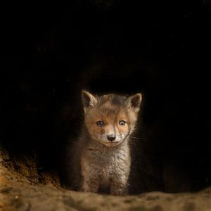 Jonge Vossen Welp van Menno Schaefer