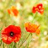 Coquelicot en fleurs dans un champ vert avec effet d'ombre. sur Dieter Walther