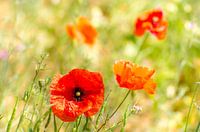 Blühende Mohnblume im grünen Feld mit Bokeh