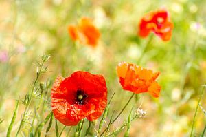 Coquelicot en fleurs dans un champ vert avec effet d'ombre. sur Dieter Walther