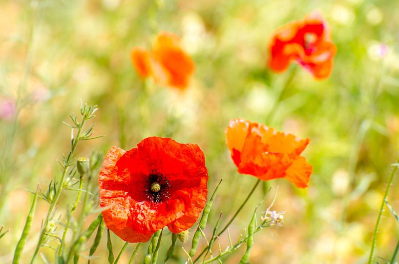 Blühende Mohnblume im grünen Feld mit Bokeh von Dieter Walther