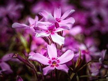 Phlox von Rob Boon