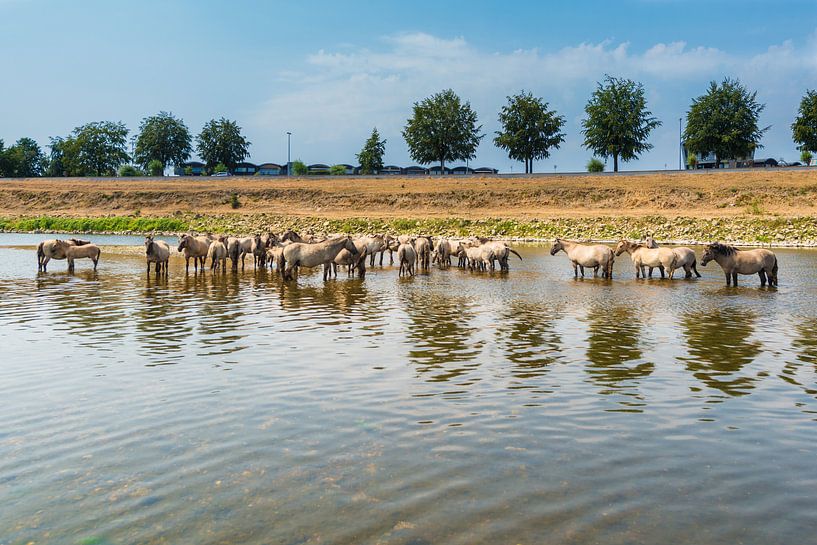 Konik Paarden in de rivier. von Brian Morgan