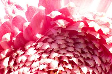 Verfijnde Elegantie: Magische Macrofoto's van de Roze Bloembladeren van Remco Ditmar