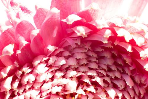 Sophisticated Elegance: Magic Macro Photos of Pink Flower Petals