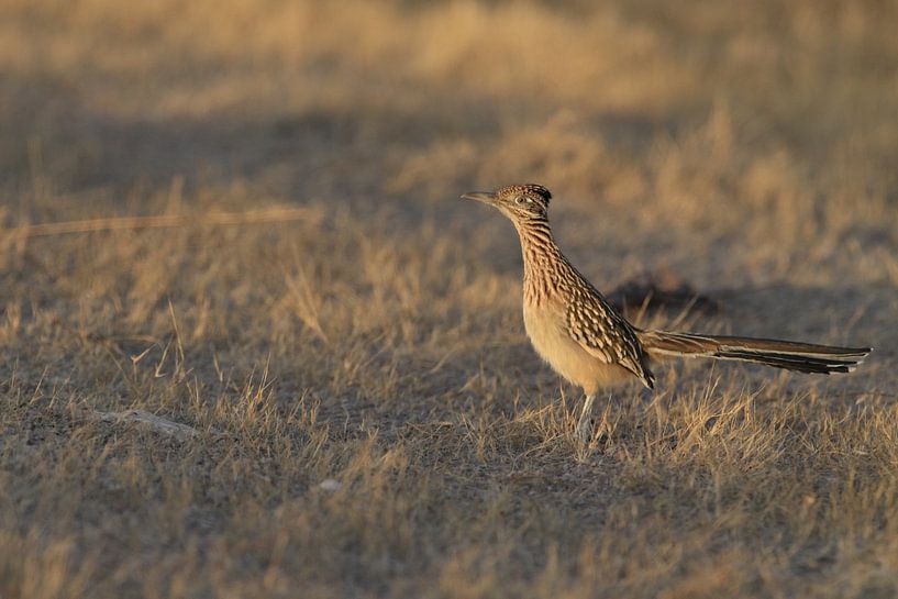 &quot;Roadrunner&quot; Wegekuckuck (Geococcyx californianus), auch Großer Rennkuckuck oder Erdkuckuc von Frank Fichtmüller
